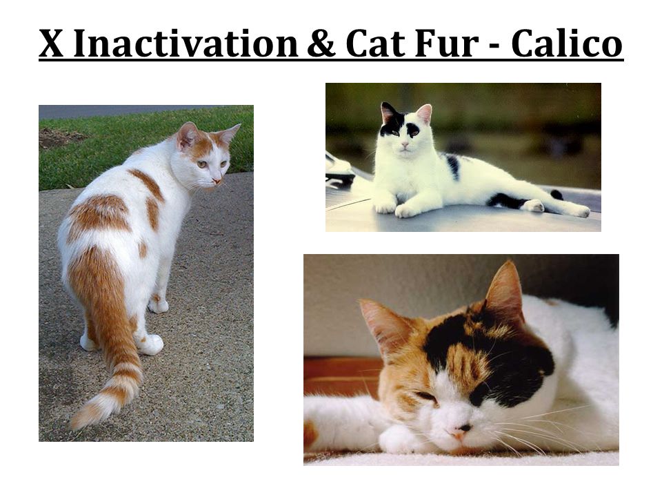 X Inactivation & Cat Fur - Calico