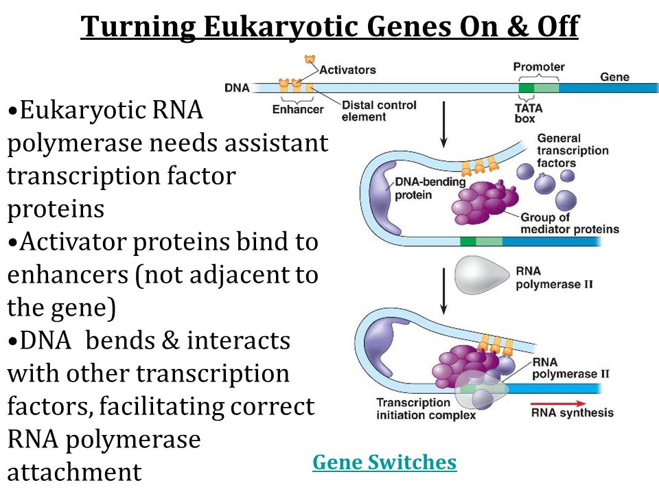 Turning Eukaryotic Genes On & Off Eukaryotic RNA polymerase needs assistant transcription factor proteins Activator proteins bind to enhancers (not adjacent to the gene) DNA bends & interacts with other transcription factors, facilitating correct RNA polymerase attachment Gene Switches