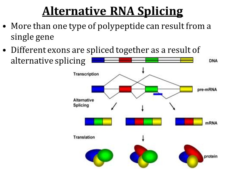 Alternative RNA Splicing More than one type of polypeptide can result from a single gene Different exons are spliced together as a result of alternative splicing