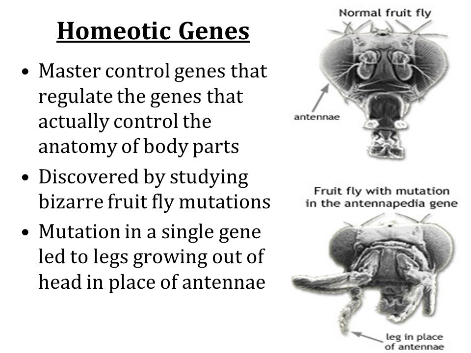 Homeotic Genes Master control genes that regulate the genes that actually control the anatomy of body parts Discovered by studying bizarre fruit fly mutations Mutation in a single gene led to legs growing out of head in place of antennae