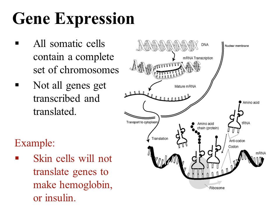 Gene Expression  All somatic cells contain a complete set of chromosomes  Not all genes get transcribed and translated.