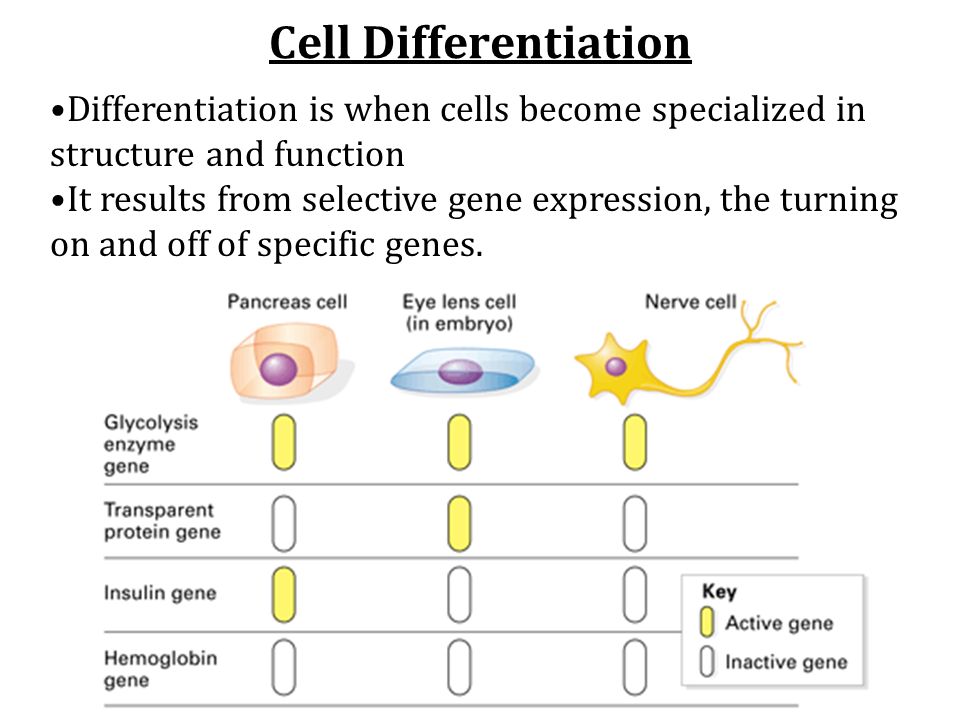 Cell Differentiation Differentiation is when cells become specialized in structure and function It results from selective gene expression, the turning on and off of specific genes.