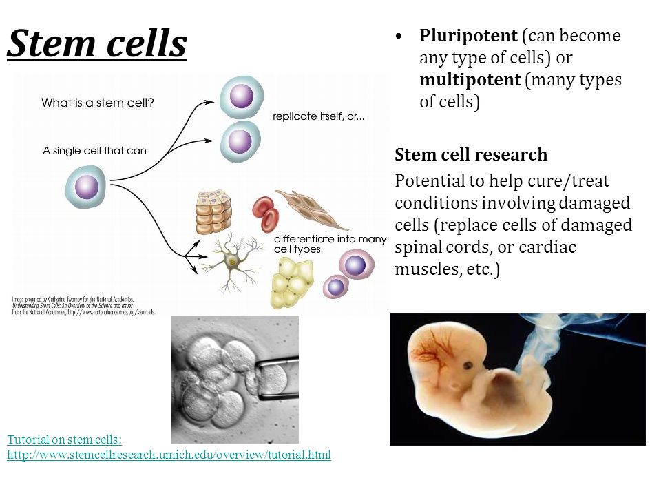 Stem cells Pluripotent (can become any type of cells) or multipotent (many types of cells) Stem cell research Potential to help cure/treat conditions involving damaged cells (replace cells of damaged spinal cords, or cardiac muscles, etc.) Tutorial on stem cells: