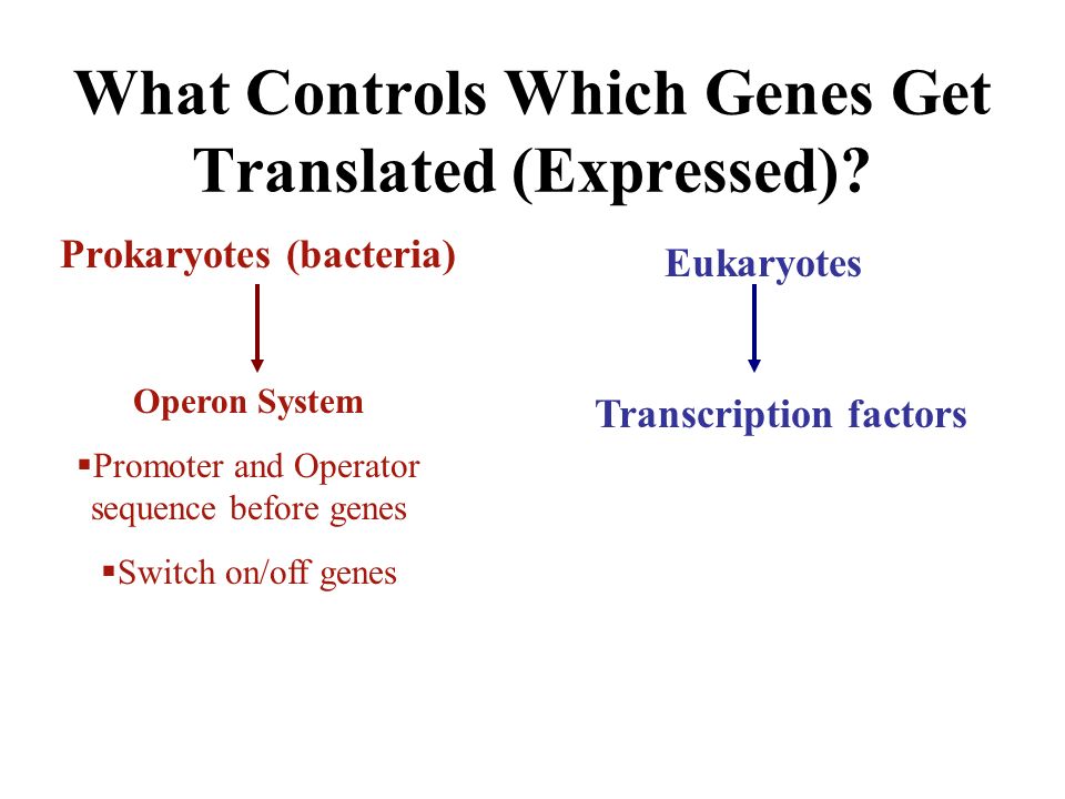 What Controls Which Genes Get Translated (Expressed).