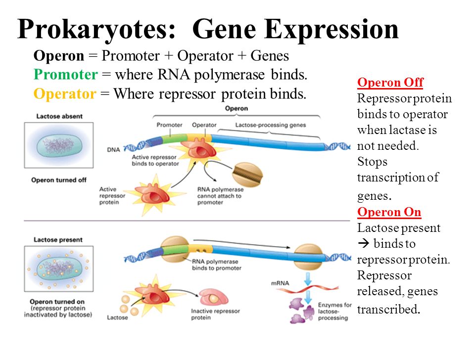 Prokaryotes: Gene Expression Operon = Promoter + Operator + Genes Promoter = where RNA polymerase binds.