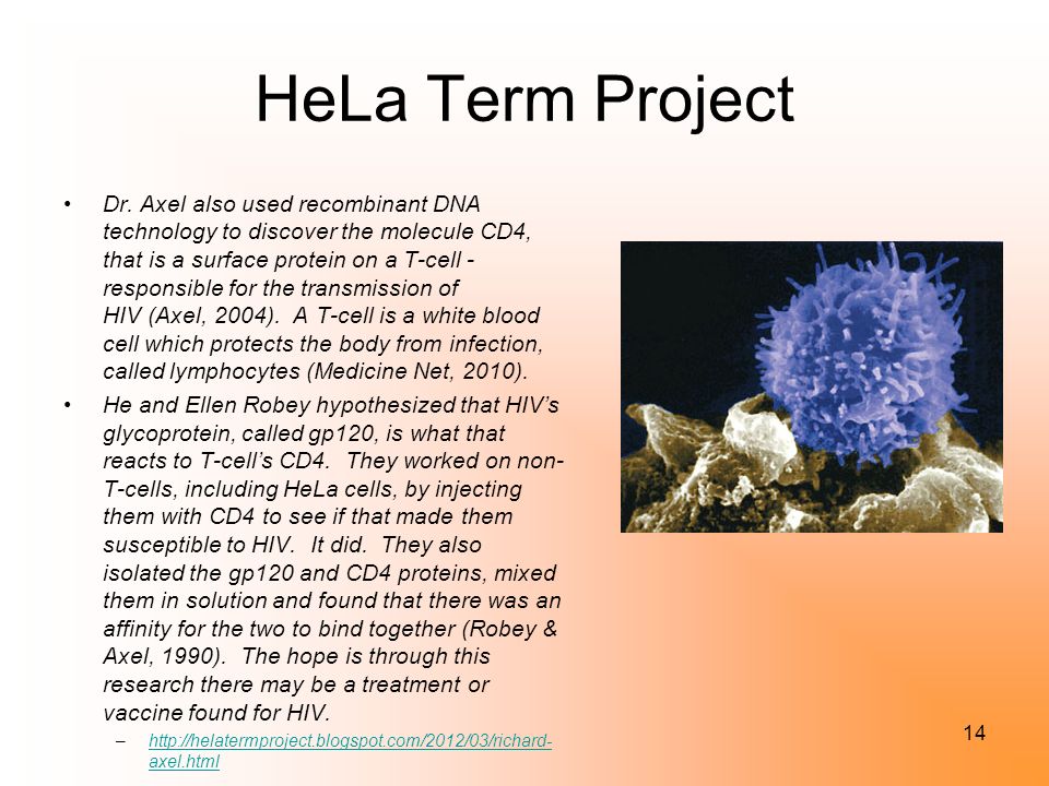 HeLa Term Project 14 Dr.