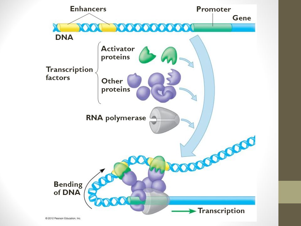 Enhancers DNA Promoter Gene Transcription factors Activator proteins Other proteins RNA polymerase Bending of DNA Transcription