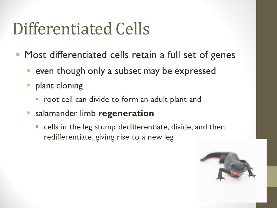 Differentiated Cells  Most differentiated cells retain a full set of genes  even though only a subset may be expressed  plant cloning  root cell can divide to form an adult plant and  salamander limb regeneration  cells in the leg stump dedifferentiate, divide, and then redifferentiate, giving rise to a new leg