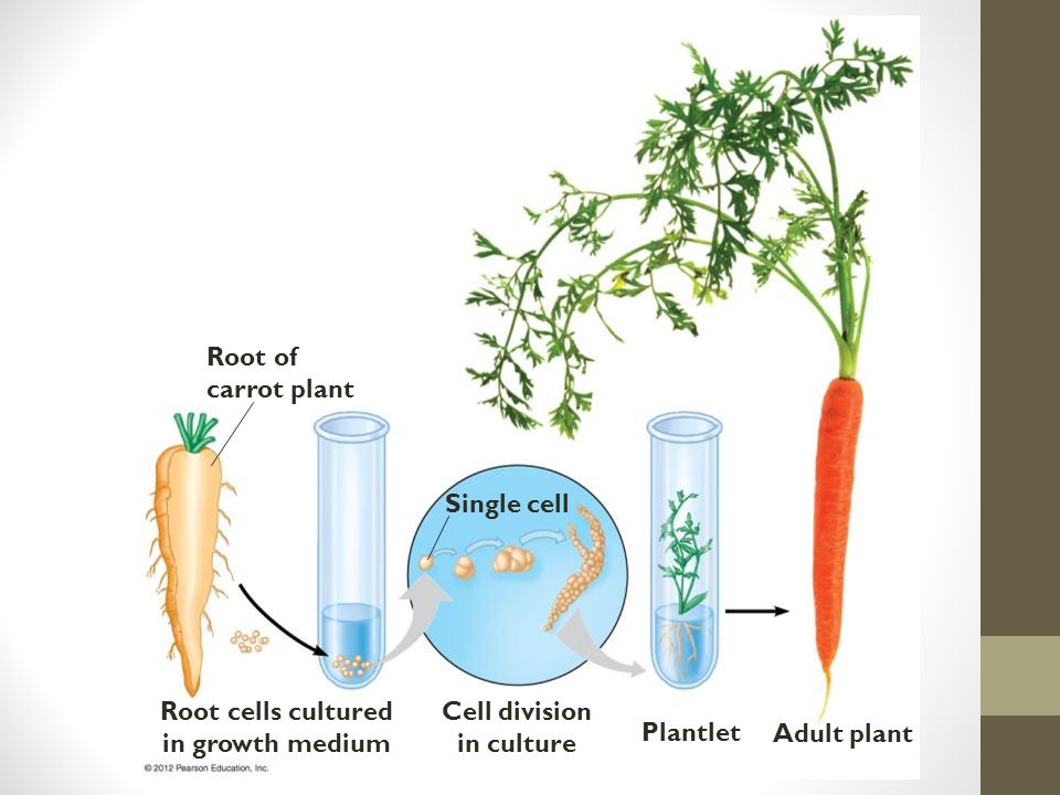 Root of carrot plant Root cells cultured in growth medium Cell division in culture Single cell Plantlet Adult plant