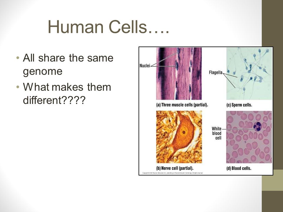Human Cells…. All share the same genome What makes them different