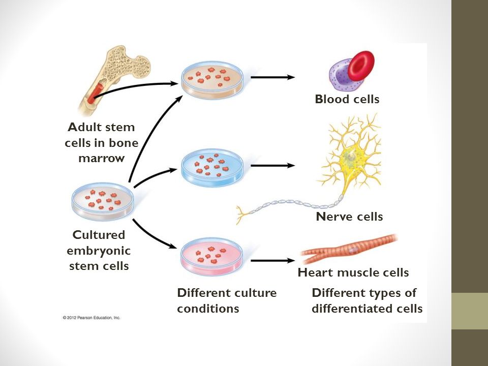 Blood cells Nerve cells Heart muscle cells Different types of differentiated cells Different culture conditions Cultured embryonic stem cells Adult stem cells in bone marrow