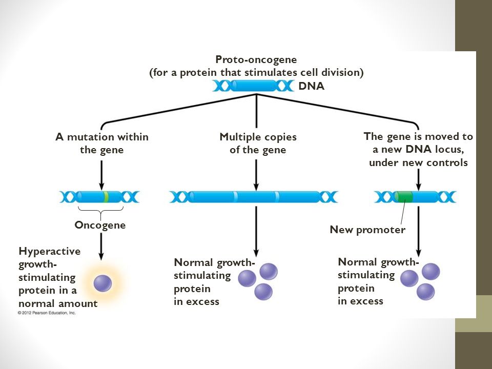 Oncogene Hyperactive growth- stimulating protein in a normal amount Normal growth- stimulating protein in excess New promoter The gene is moved to a new DNA locus, under new controls Multiple copies of the gene A mutation within the gene Proto-oncogene (for a protein that stimulates cell division) DNA