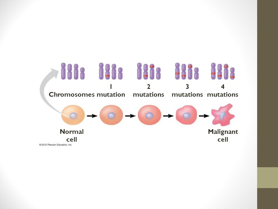Chromosomes 1 mutation 2 mutations 3 mutations 4 mutations Normal cell Malignant cell