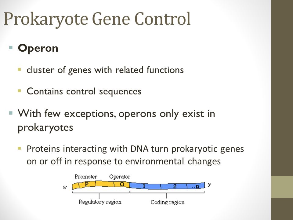 Prokaryote Gene Control  Operon  cluster of genes with related functions  Contains control sequences  With few exceptions, operons only exist in prokaryotes  Proteins interacting with DNA turn prokaryotic genes on or off in response to environmental changes