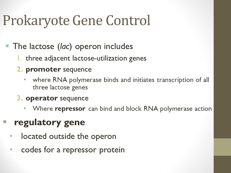 Prokaryote Gene Control  The lactose (lac) operon includes 1.three adjacent lactose-utilization genes 2.promoter sequence where RNA polymerase binds and initiates transcription of all three lactose genes 3.operator sequence Where repressor can bind and block RNA polymerase action  regulatory gene located outside the operon codes for a repressor protein