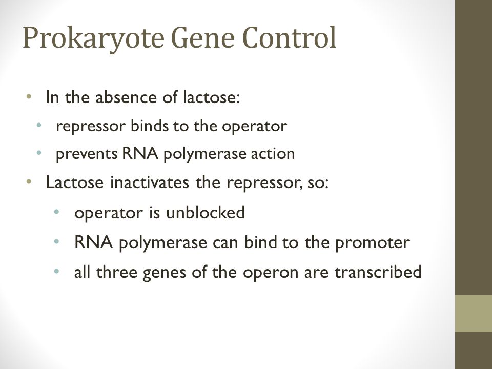 Prokaryote Gene Control In the absence of lactose: repressor binds to the operator prevents RNA polymerase action Lactose inactivates the repressor, so: operator is unblocked RNA polymerase can bind to the promoter all three genes of the operon are transcribed