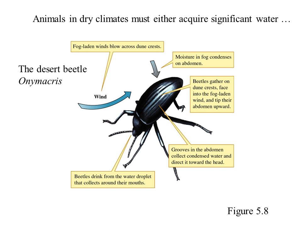 Animals in dry climates must either acquire significant water … Figure 5.8 The desert beetle Onymacris