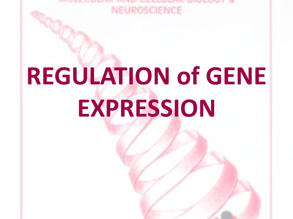REGULATION of GENE EXPRESSION