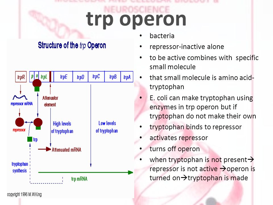 trp operon bacteria repressor-inactive alone to be active combines with specific small molecule that small molecule is amino acid- tryptophan E.