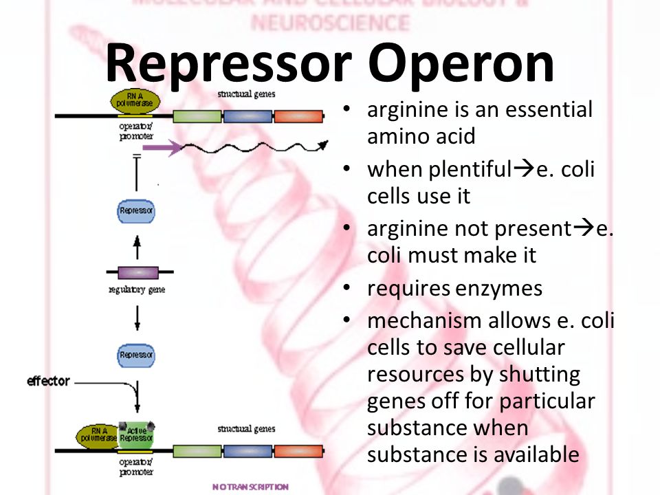 Repressor Operon arginine is an essential amino acid when plentiful  e.
