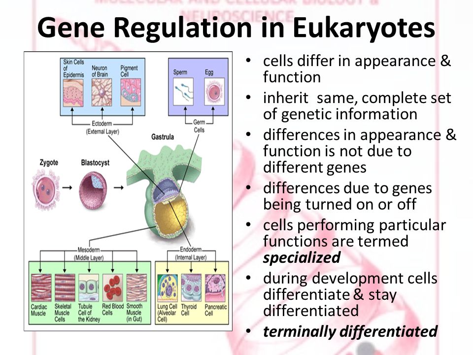 Gene Regulation in Eukaryotes cells differ in appearance & function inherit same, complete set of genetic information differences in appearance & function is not due to different genes differences due to genes being turned on or off cells performing particular functions are termed specialized during development cells differentiate & stay differentiated terminally differentiated