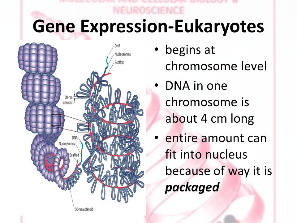 Gene Expression-Eukaryotes begins at chromosome level DNA in one chromosome is about 4 cm long entire amount can fit into nucleus because of way it is packaged