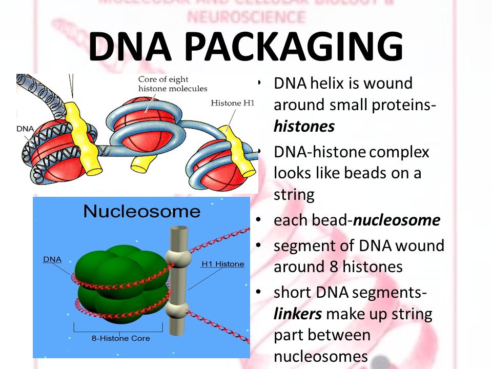 DNA PACKAGING DNA helix is wound around small proteins- histones DNA-histone complex looks like beads on a string each bead-nucleosome segment of DNA wound around 8 histones short DNA segments- linkers make up string part between nucleosomes