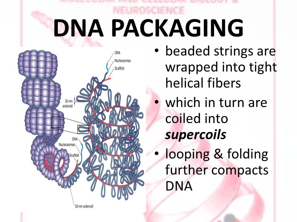 DNA PACKAGING beaded strings are wrapped into tight helical fibers which in turn are coiled into supercoils looping & folding further compacts DNA