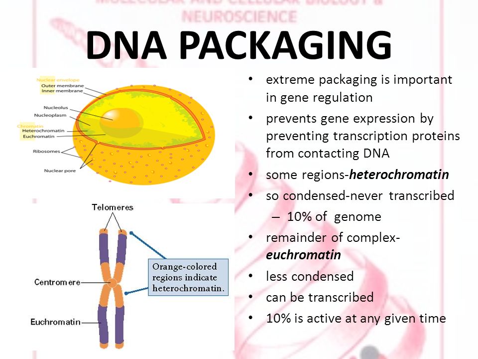 DNA PACKAGING extreme packaging is important in gene regulation prevents gene expression by preventing transcription proteins from contacting DNA some regions-heterochromatin so condensed-never transcribed – 10% of genome remainder of complex- euchromatin less condensed can be transcribed 10% is active at any given time