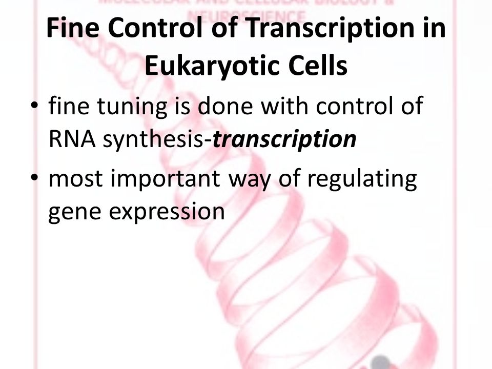 Fine Control of Transcription in Eukaryotic Cells fine tuning is done with control of RNA synthesis-transcription most important way of regulating gene expression
