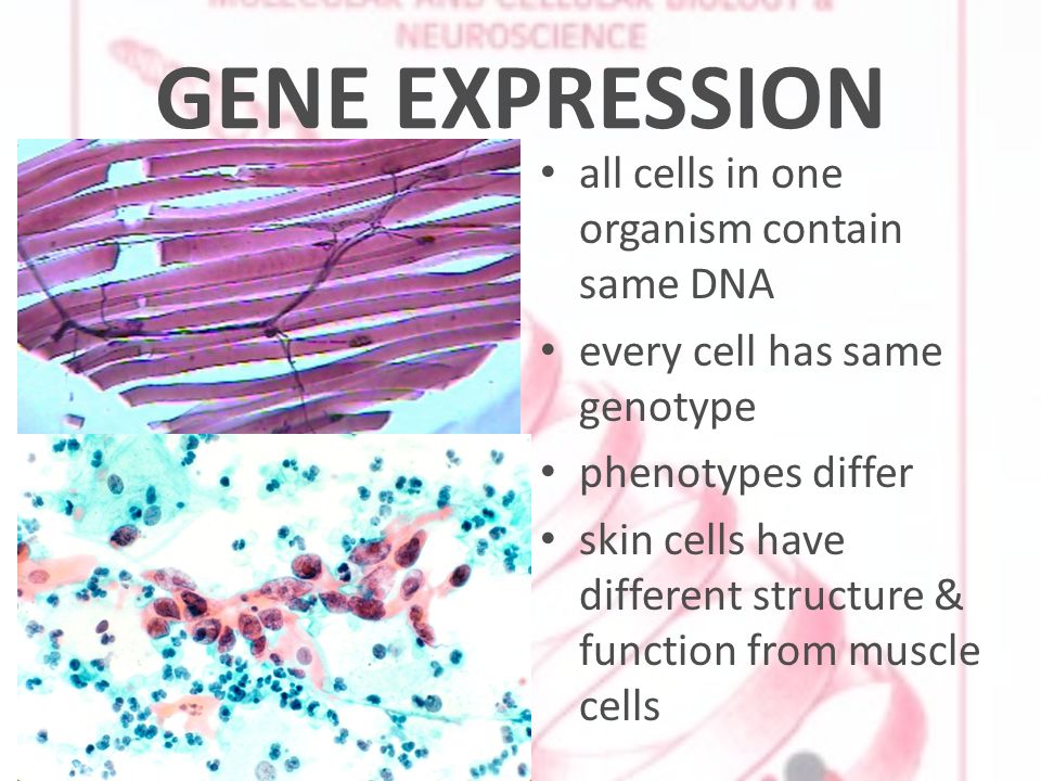 GENE EXPRESSION all cells in one organism contain same DNA every cell has same genotype phenotypes differ skin cells have different structure & function from muscle cells