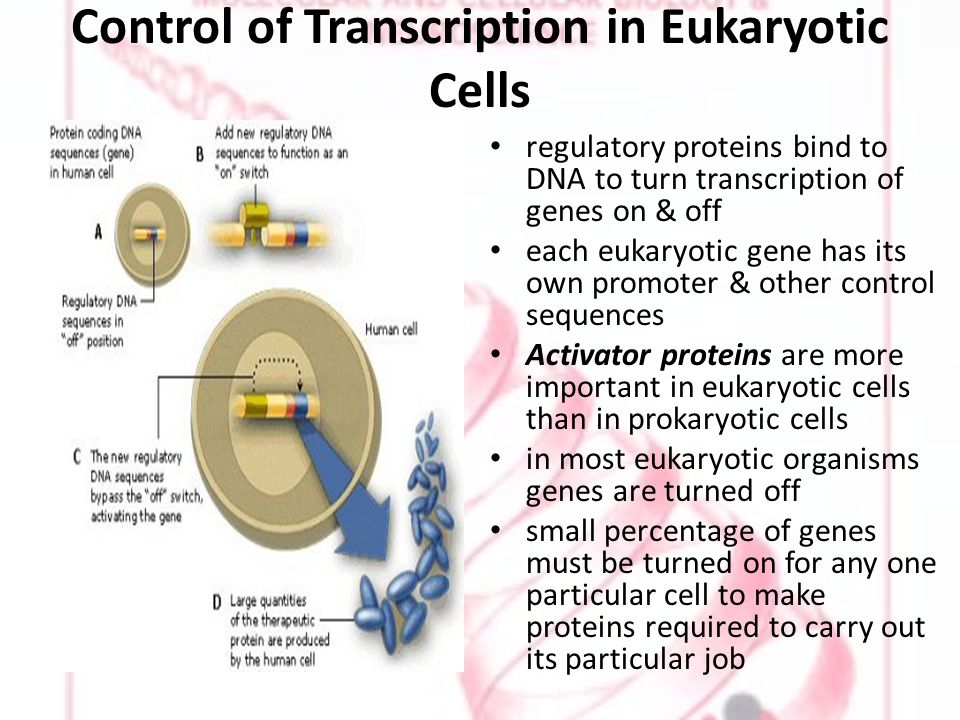 Control of Transcription in Eukaryotic Cells regulatory proteins bind to DNA to turn transcription of genes on & off each eukaryotic gene has its own promoter & other control sequences Activator proteins are more important in eukaryotic cells than in prokaryotic cells in most eukaryotic organisms genes are turned off small percentage of genes must be turned on for any one particular cell to make proteins required to carry out its particular job