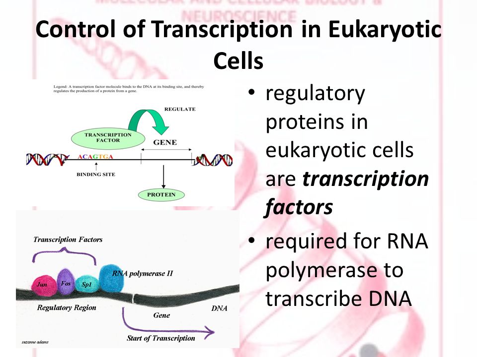 Control of Transcription in Eukaryotic Cells regulatory proteins in eukaryotic cells are transcription factors required for RNA polymerase to transcribe DNA