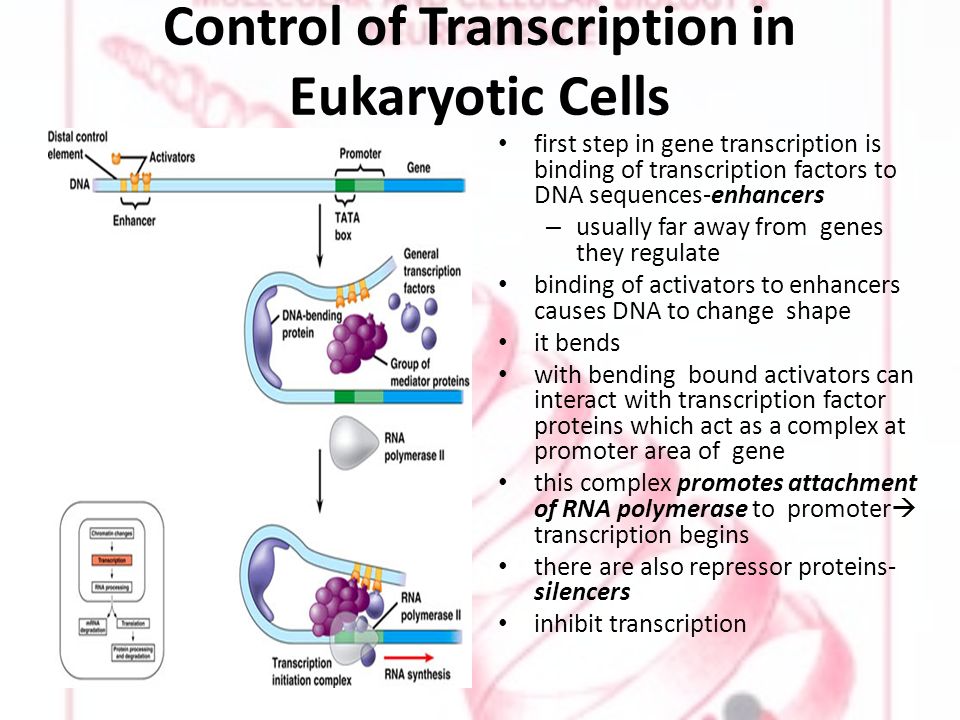 Control of Transcription in Eukaryotic Cells first step in gene transcription is binding of transcription factors to DNA sequences-enhancers – usually far away from genes they regulate binding of activators to enhancers causes DNA to change shape it bends with bending bound activators can interact with transcription factor proteins which act as a complex at promoter area of gene this complex promotes attachment of RNA polymerase to promoter  transcription begins there are also repressor proteins- silencers inhibit transcription