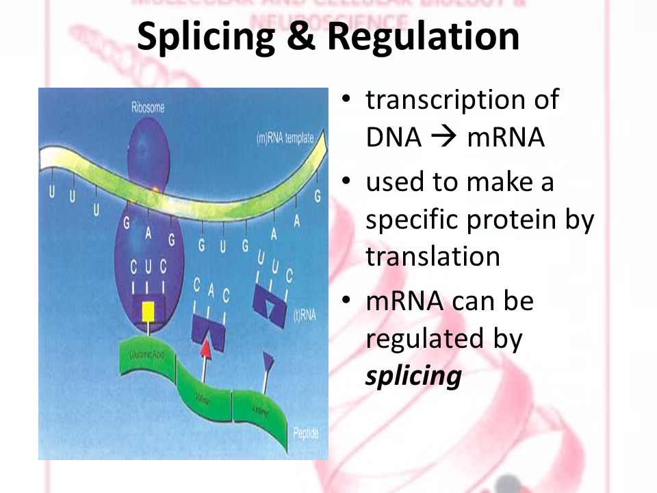Splicing & Regulation transcription of DNA  mRNA used to make a specific protein by translation mRNA can be regulated by splicing