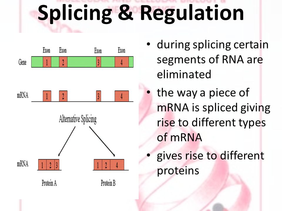 Splicing & Regulation during splicing certain segments of RNA are eliminated the way a piece of mRNA is spliced giving rise to different types of mRNA gives rise to different proteins
