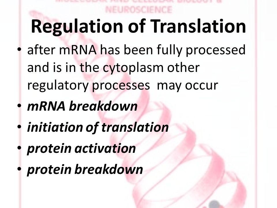 Regulation of Translation after mRNA has been fully processed and is in the cytoplasm other regulatory processes may occur mRNA breakdown initiation of translation protein activation protein breakdown