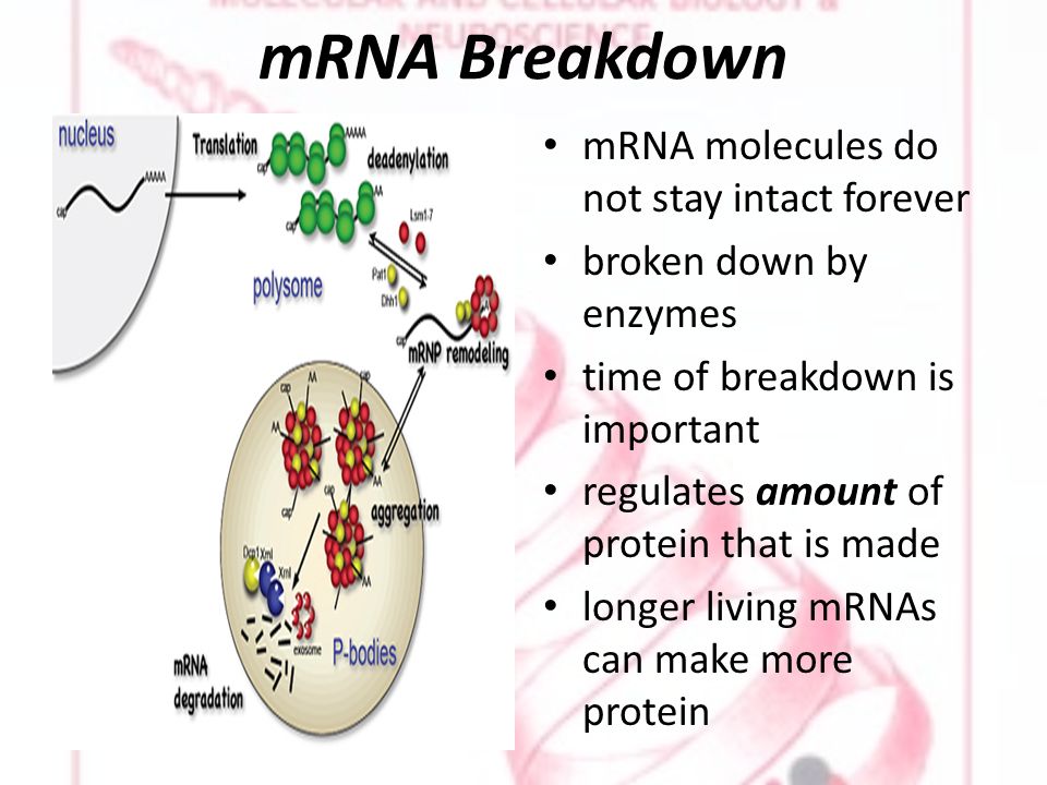 mRNA Breakdown mRNA molecules do not stay intact forever broken down by enzymes time of breakdown is important regulates amount of protein that is made longer living mRNAs can make more protein