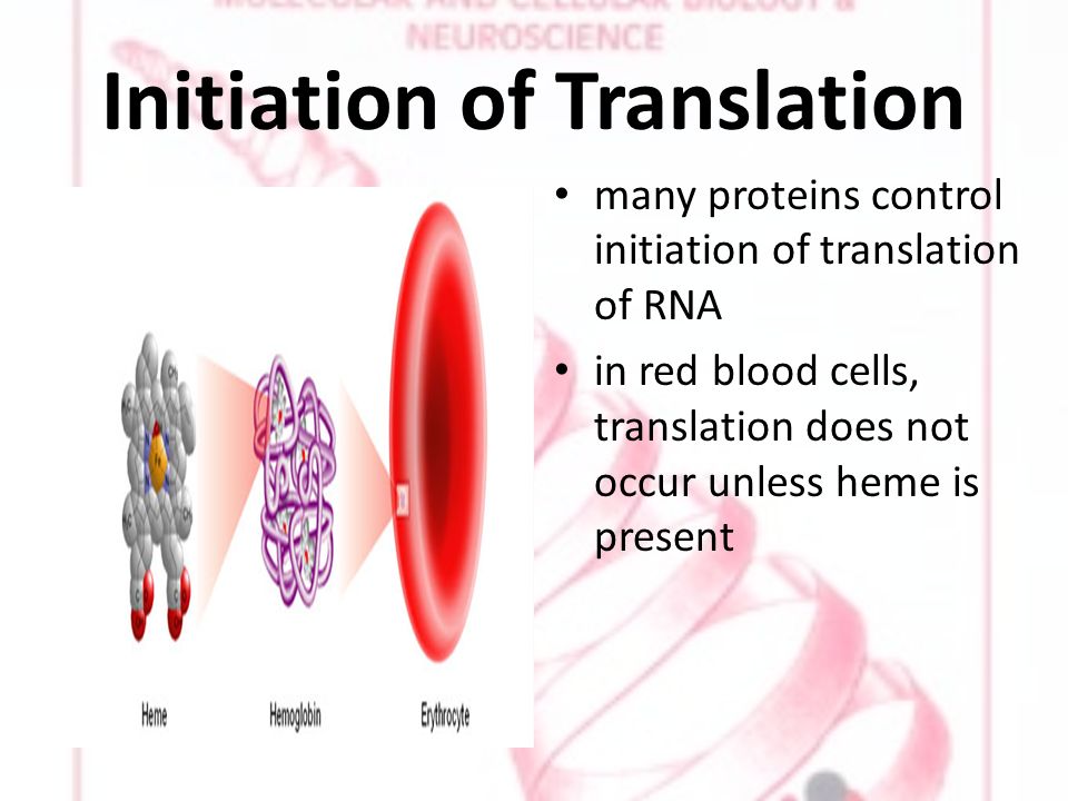 Initiation of Translation many proteins control initiation of translation of RNA in red blood cells, translation does not occur unless heme is present