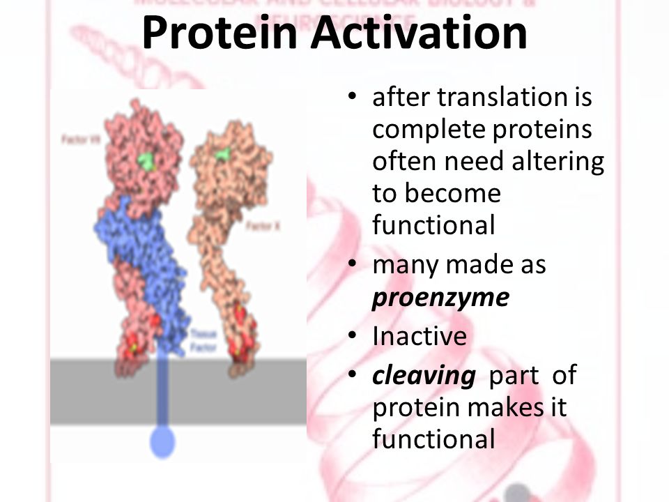 Protein Activation after translation is complete proteins often need altering to become functional many made as proenzyme Inactive cleaving part of protein makes it functional