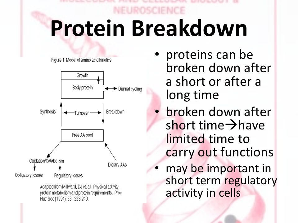 Protein Breakdown proteins can be broken down after a short or after a long time broken down after short time  have limited time to carry out functions may be important in short term regulatory activity in cells