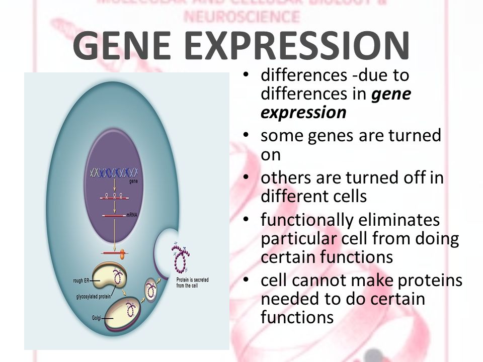 GENE EXPRESSION differences -due to differences in gene expression some genes are turned on others are turned off in different cells functionally eliminates particular cell from doing certain functions cell cannot make proteins needed to do certain functions