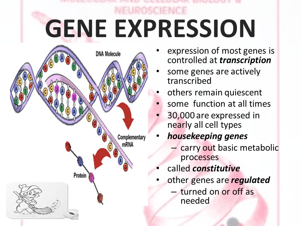 GENE EXPRESSION expression of most genes is controlled at transcription some genes are actively transcribed others remain quiescent some function at all times 30,000 are expressed in nearly all cell types housekeeping genes – carry out basic metabolic processes called constitutive other genes are regulated – turned on or off as needed