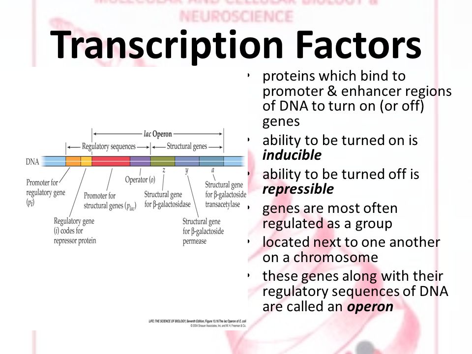 Transcription Factors proteins which bind to promoter & enhancer regions of DNA to turn on (or off) genes ability to be turned on is inducible ability to be turned off is repressible genes are most often regulated as a group located next to one another on a chromosome these genes along with their regulatory sequences of DNA are called an operon