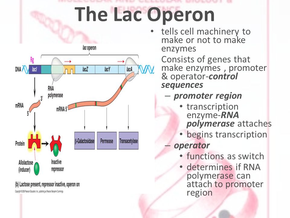 The Lac Operon tells cell machinery to make or not to make enzymes Consists of genes that make enzymes, promoter & operator-control sequences – promoter region transcription enzyme-RNA polymerase attaches begins transcription – operator functions as switch determines if RNA polymerase can attach to promoter region