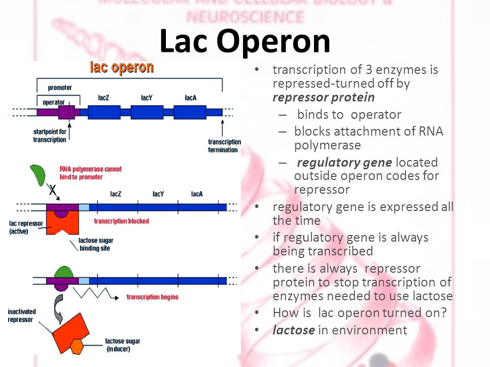 Lac Operon transcription of 3 enzymes is repressed-turned off by repressor protein – binds to operator – blocks attachment of RNA polymerase – regulatory gene located outside operon codes for repressor regulatory gene is expressed all the time if regulatory gene is always being transcribed there is always repressor protein to stop transcription of enzymes needed to use lactose How is lac operon turned on.