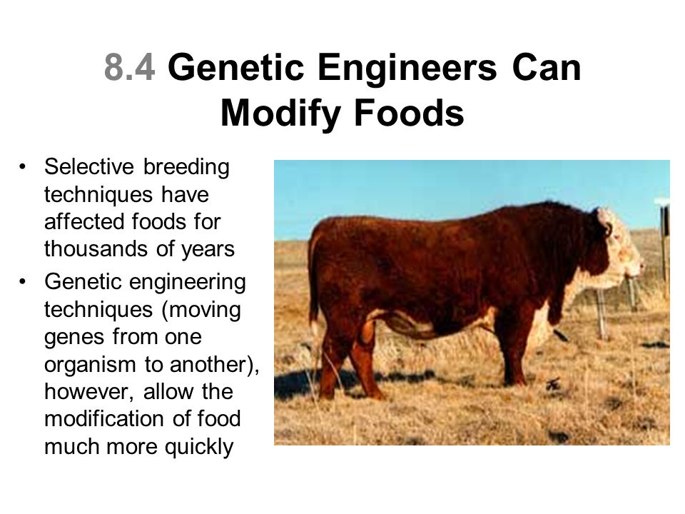 8.4 Genetic Engineers Can Modify Foods Selective breeding techniques have affected foods for thousands of years Genetic engineering techniques (moving genes from one organism to another), however, allow the modification of food much more quickly