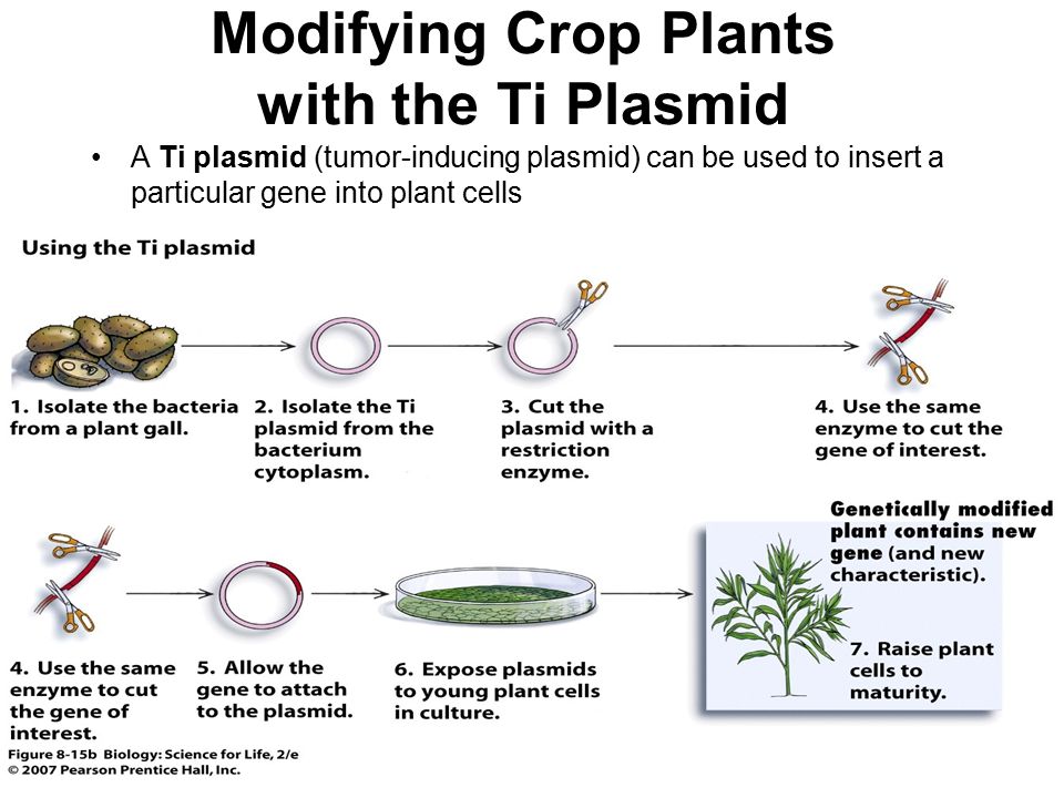 Modifying Crop Plants with the Ti Plasmid A Ti plasmid (tumor-inducing plasmid) can be used to insert a particular gene into plant cells