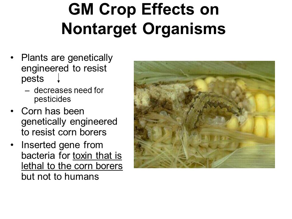GM Crop Effects on Nontarget Organisms Plants are genetically engineered to resist pests –decreases need for pesticides Corn has been genetically engineered to resist corn borers Inserted gene from bacteria for toxin that is lethal to the corn borers but not to humans