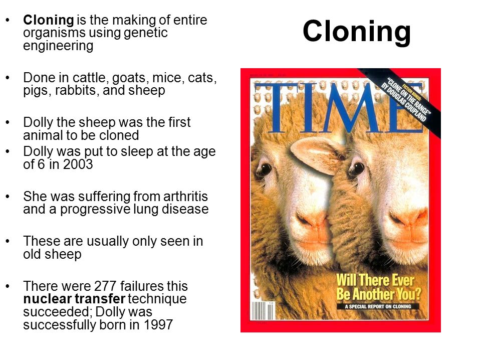Cloning Cloning is the making of entire organisms using genetic engineering Done in cattle, goats, mice, cats, pigs, rabbits, and sheep Dolly the sheep was the first animal to be cloned Dolly was put to sleep at the age of 6 in 2003 She was suffering from arthritis and a progressive lung disease These are usually only seen in old sheep There were 277 failures this nuclear transfer technique succeeded; Dolly was successfully born in 1997